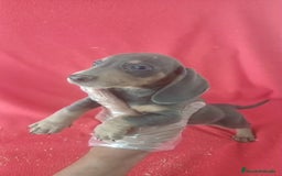 Teckel Miniatura perros en venta: Teckel Miniatura Blue  - Imagen 2