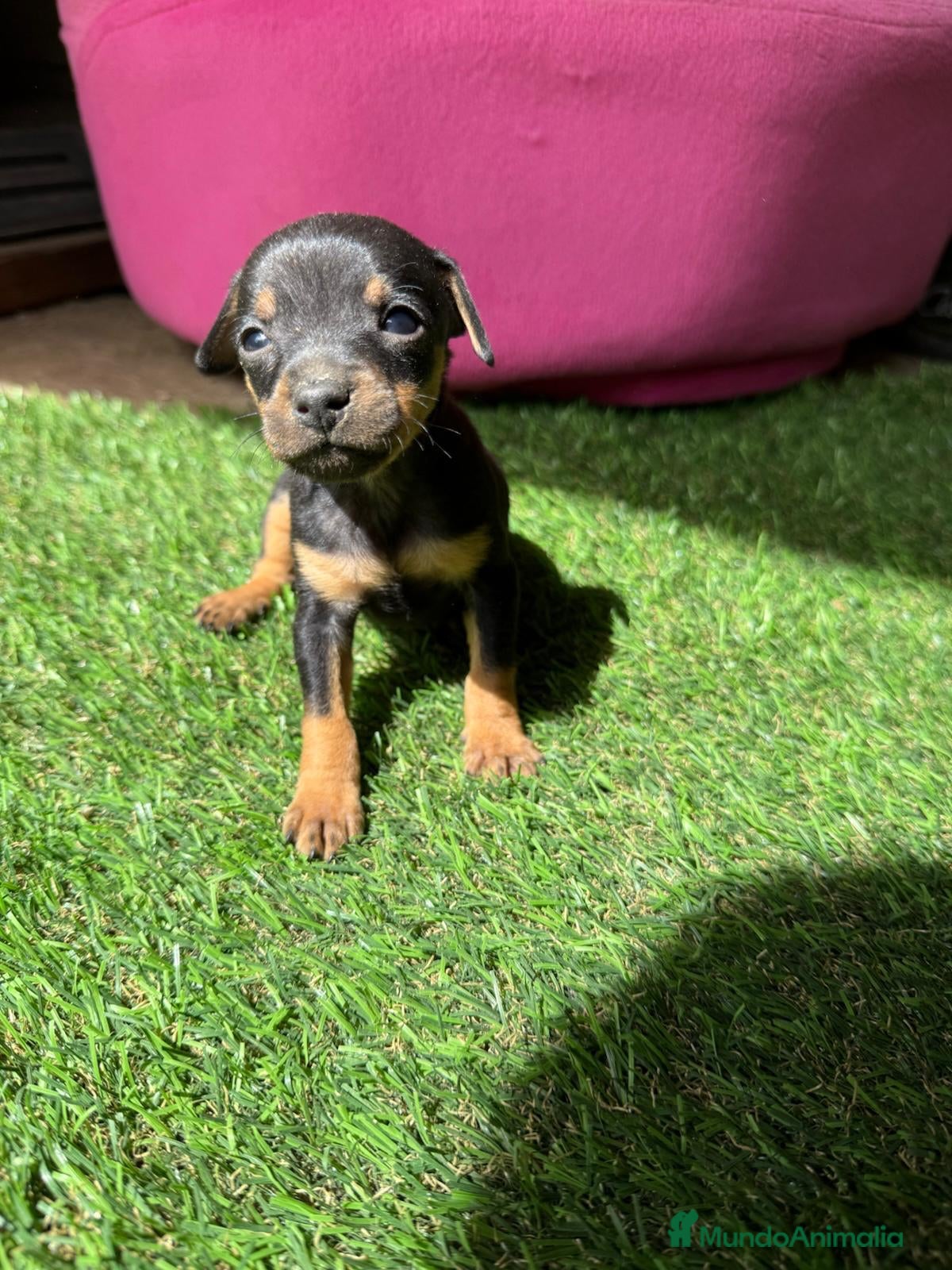 Ratón de Praga perros RATON DE PRAGA EN BADAJOZ - Anuncio 1