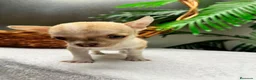 Chihuahua perros en venta:  🐾 DOS PRECIOSAS CHIHUAHUAS HEMBRAS 🐾 - Anuncio 18