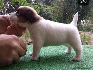 Jack Russell Terrier perros Camada de Jack Russell terrier - Anuncio 25