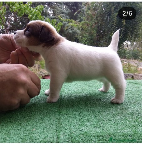 Jack Russell Terrier perros Camada de Jack Russell terrier - Anuncio 6