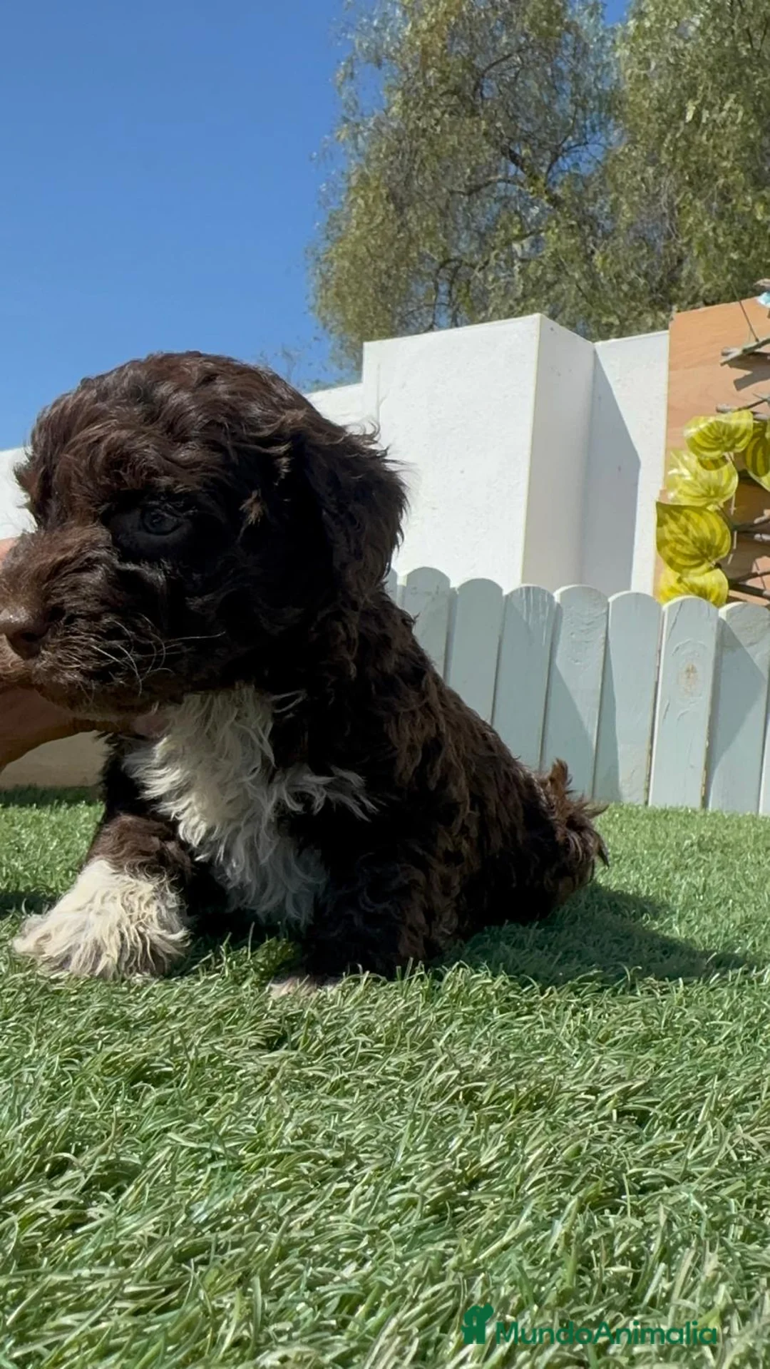 Perro de Agua Español perros en venta: PERRO DE AGUA - Anuncio 2
