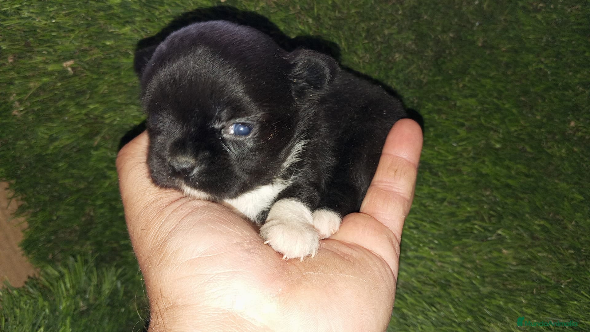 Chihuahua perros Chihuhuas - Anuncio 1