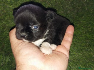 Chihuahua perros Chihuhuas - Anuncio 1