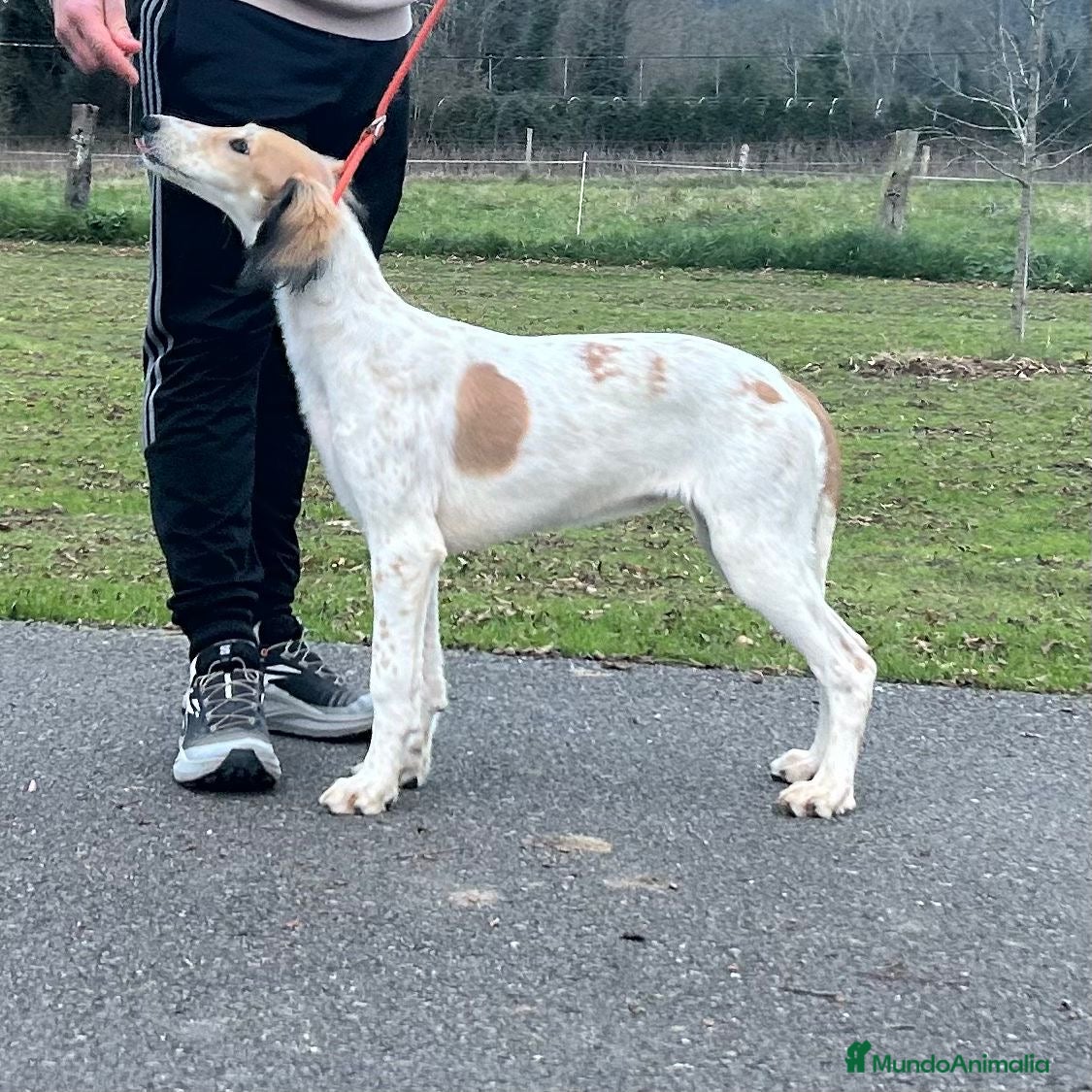 Saluki perros Camada de Salukis  - Anuncio 6