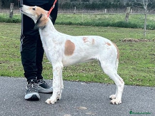Saluki perros Camada de Salukis - Anuncio 4