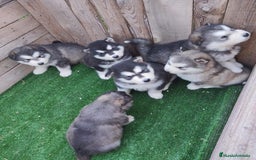 Husky Siberiano perros en venta: HUSKY - Anuncio 1