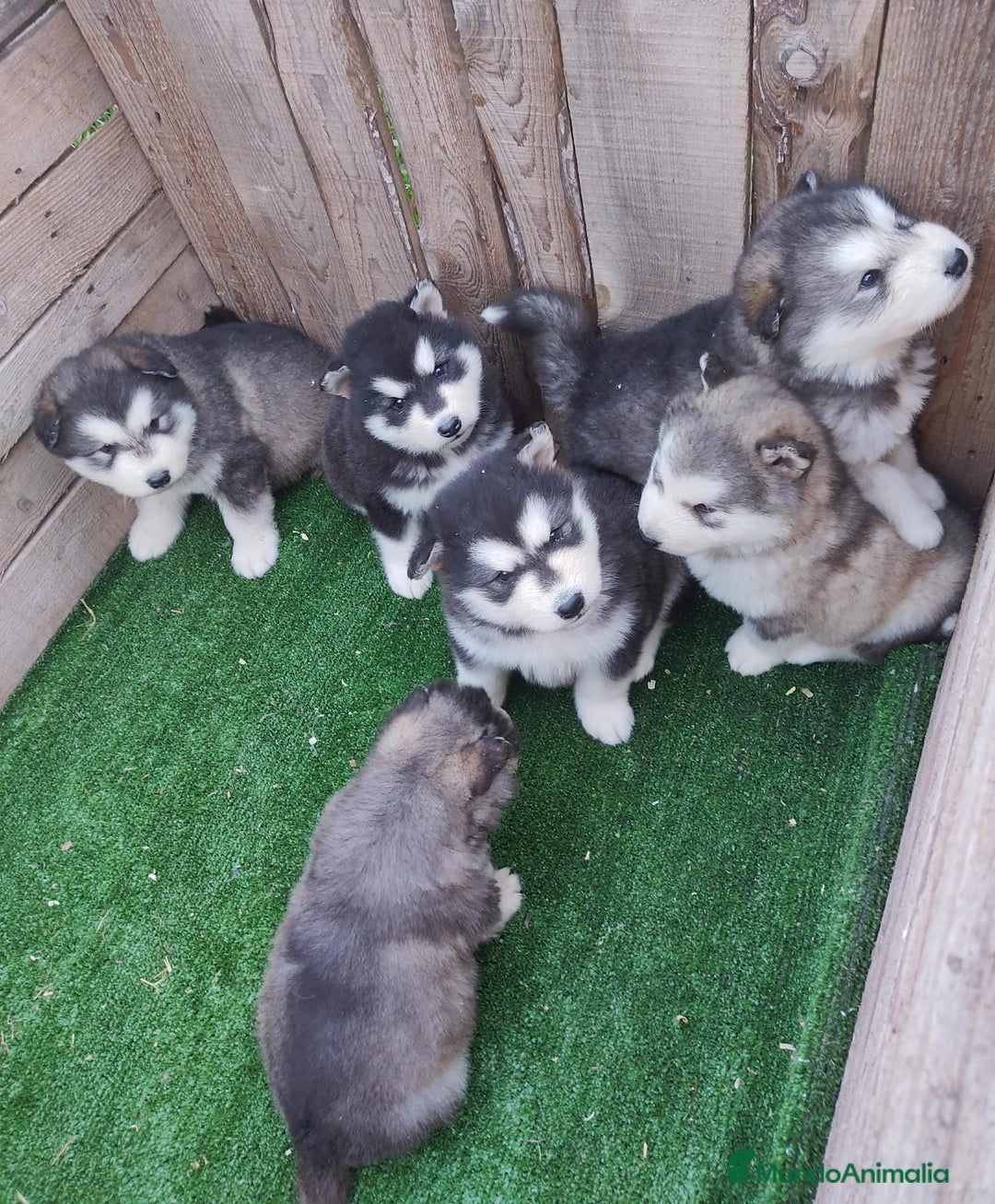 Husky Siberiano perros en venta: HUSKY - Anuncio 1
