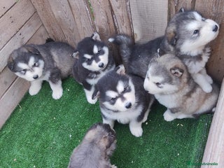 Husky Siberiano perros HUSKY - Anuncio 7