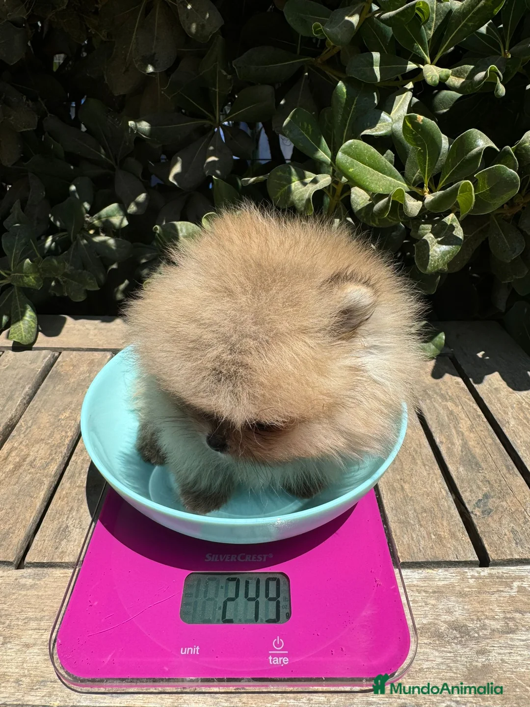 Pomerania perros en venta: POMERANIAS LOS MAS CHATOS, PELUDOS Y PEQUEÑOS en Málaga - Anuncio 4