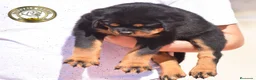 Rottweiler perros en venta: Cachorros Rottweiler  en Málaga - Anuncio 4
