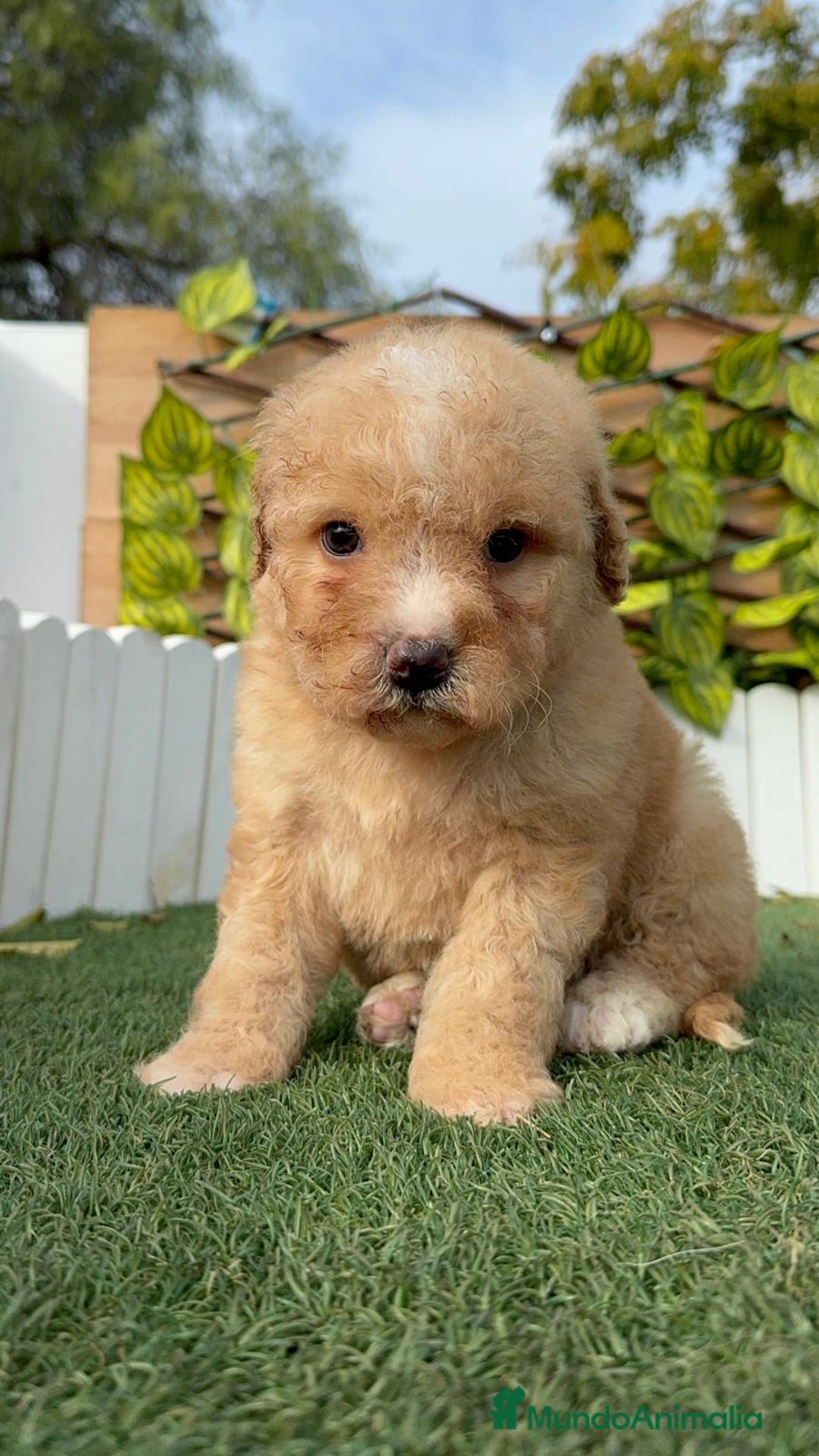 Perro de Agua Español perros en venta: PERRO DE AGUA ESPAÑOL - Anuncio 11