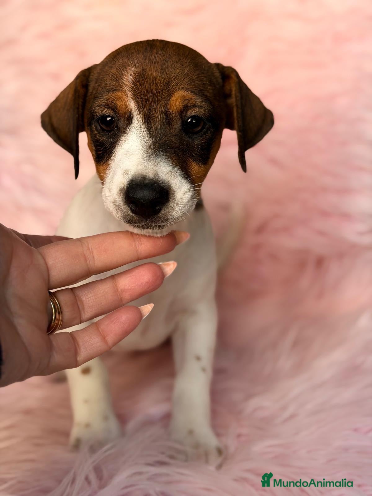 Jack Russell Terrier perros en venta: Hembra Jack russell - Anuncio 1