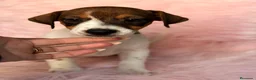 Jack Russell Terrier perros en venta: Hembra Jack russell - Anuncio 1