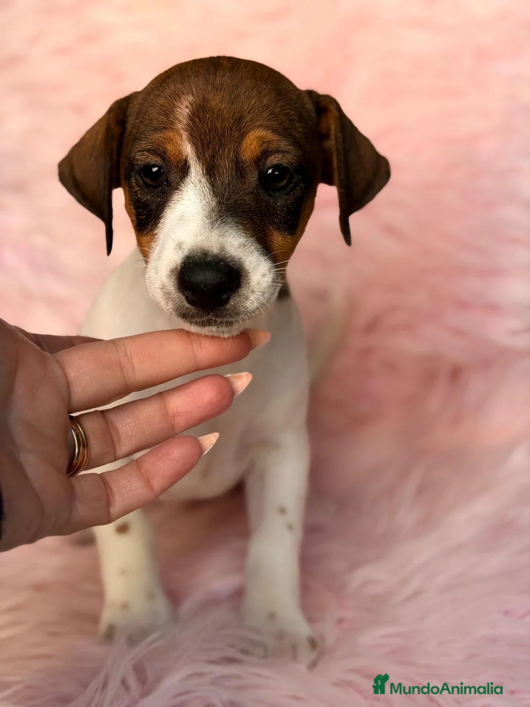 Jack Russell Terrier perros en venta: Hembra Jack russell - Anuncio 1