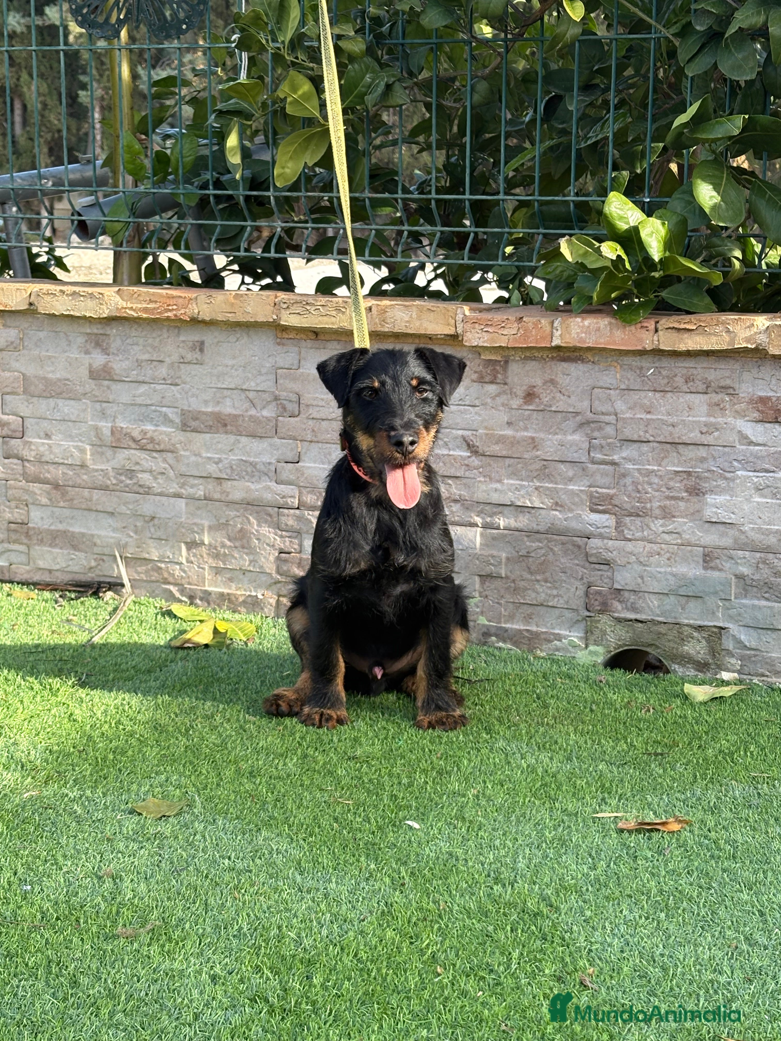 Terrier Alemán de Caza perros Cachorro Jagd terrier 5 meses  - Anuncio 1