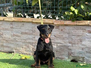 Terrier Alemán de Caza perros Cachorro Jagd terrier 5 meses - Anuncio 1