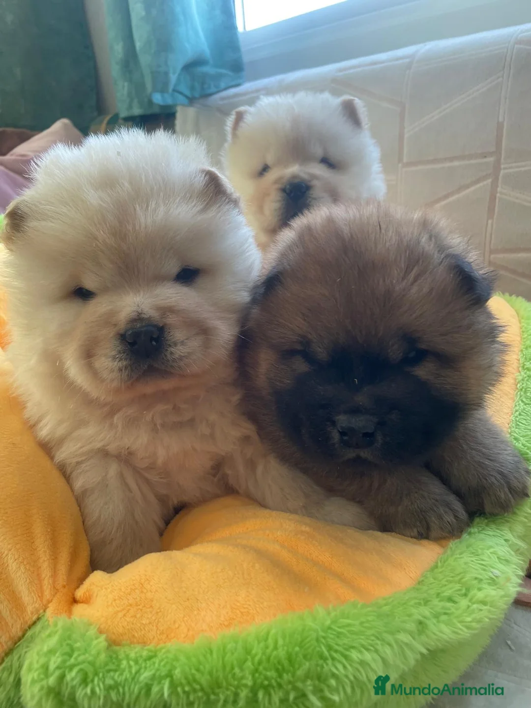 Chow Chow perros en venta: Bebés Chow-Chow  - Anuncio 1