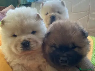 Chow Chow perros Bebés Chow-Chow - Anuncio 2