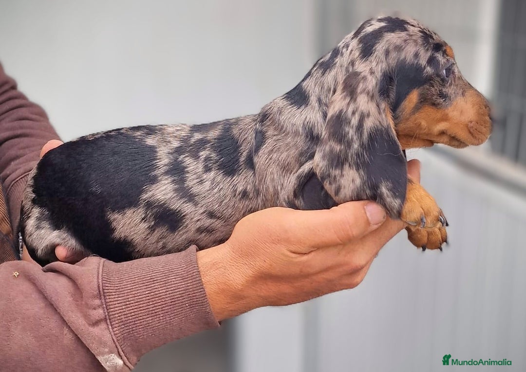 Teckel perros en venta: Teckel miniatura precio real - Anuncio 7