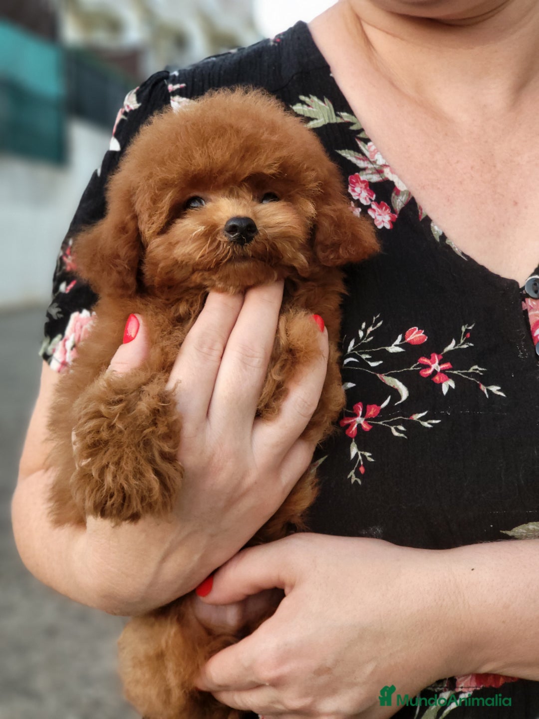 Caniche Toy perros en venta: Caniche teddy asiáticos  - Imagen 4