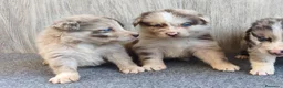 Raza Mixta perros en venta: BORDERPOM (BORDER COLLIE + POMERANIA) MACHOS - Anuncio 7