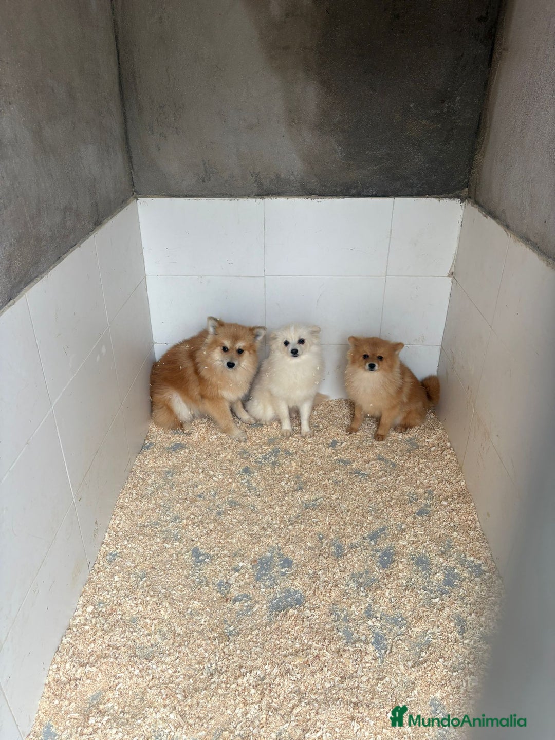 Pomerania perros en venta: OPORTUNIDAD Pomerania 6 meses Machos - Anuncio 2