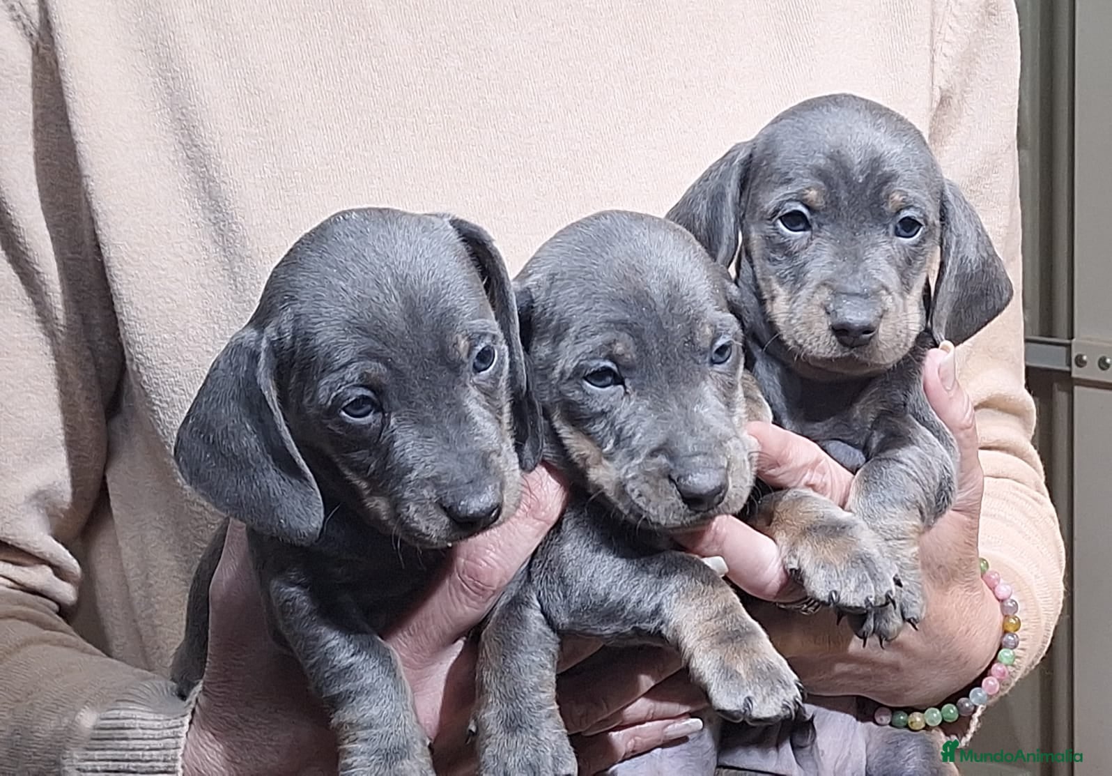 Teckel Miniatura perros Teckel miniatura - Anuncio 37