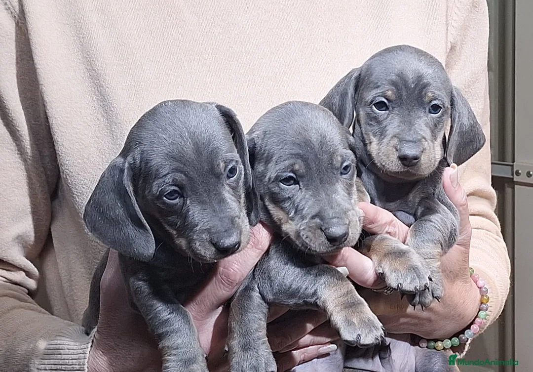 Teckel Miniatura perros en venta: Teckel miniatura - Anuncio 1