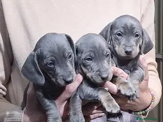 Teckel Miniatura perros Teckel miniatura - Anuncio 1