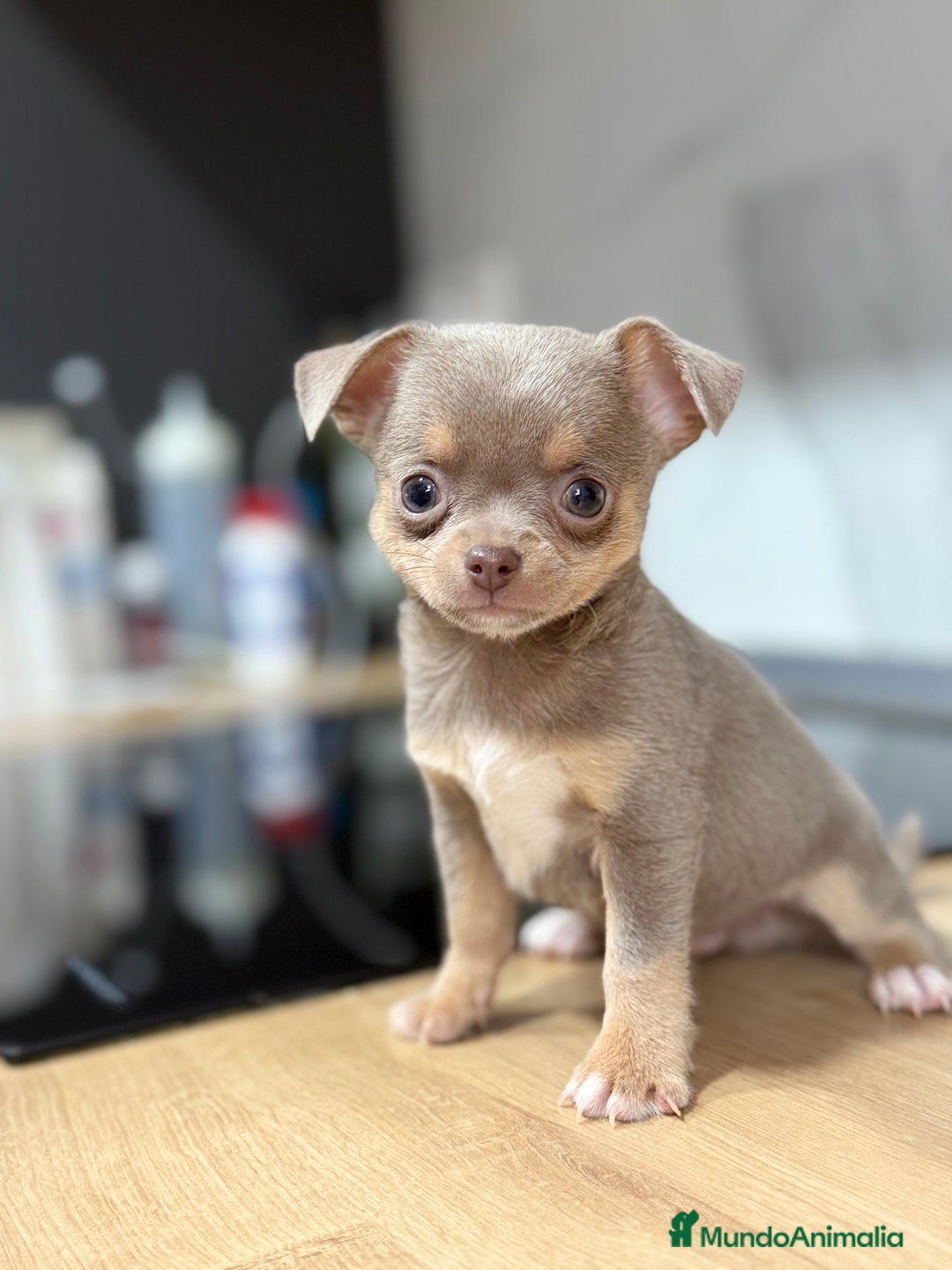 Chihuahua perros en venta: Chihuahuas estándar ojos azules  - Anuncio 6