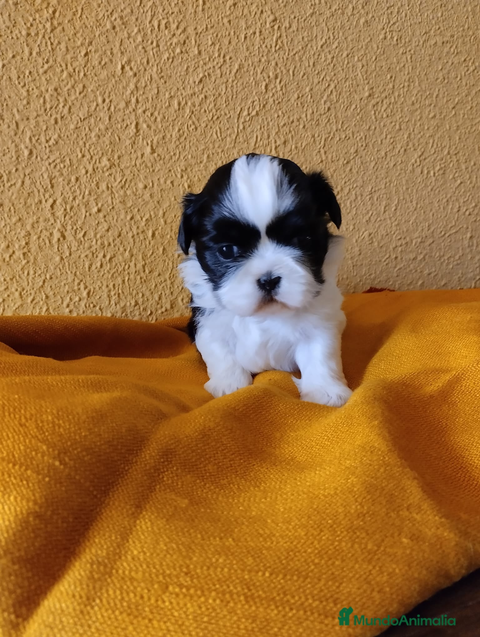 Shih Tzu perros Shih tzu mini - Anuncio 1