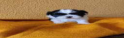 Shih Tzu perros en venta: Shih tzu mini - Anuncio 1