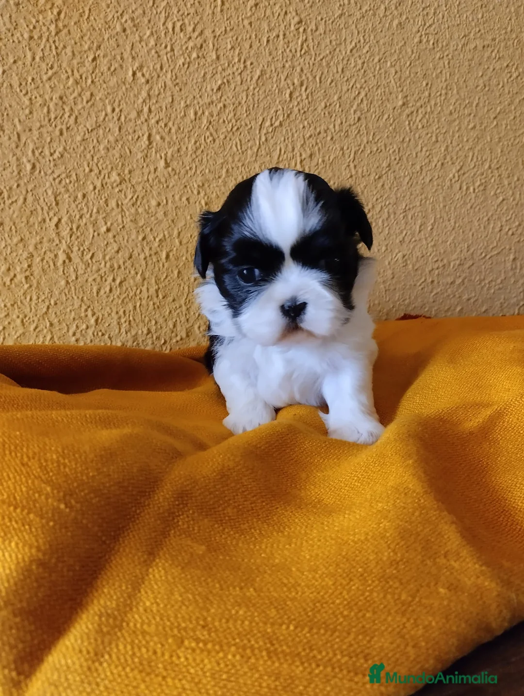 Shih Tzu perros en venta: Shih tzu mini - Anuncio 1