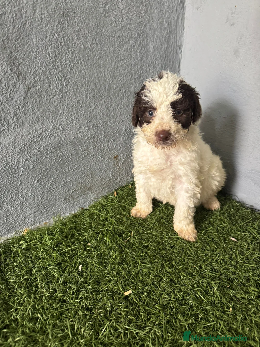 Perro de Agua Español perros en venta: PERRO DE AGUA  - Anuncio 1