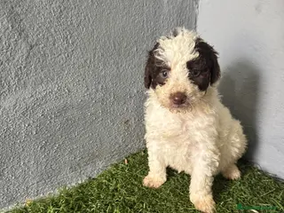 Perro de Agua Español perros PERRO DE AGUA - Anuncio 2