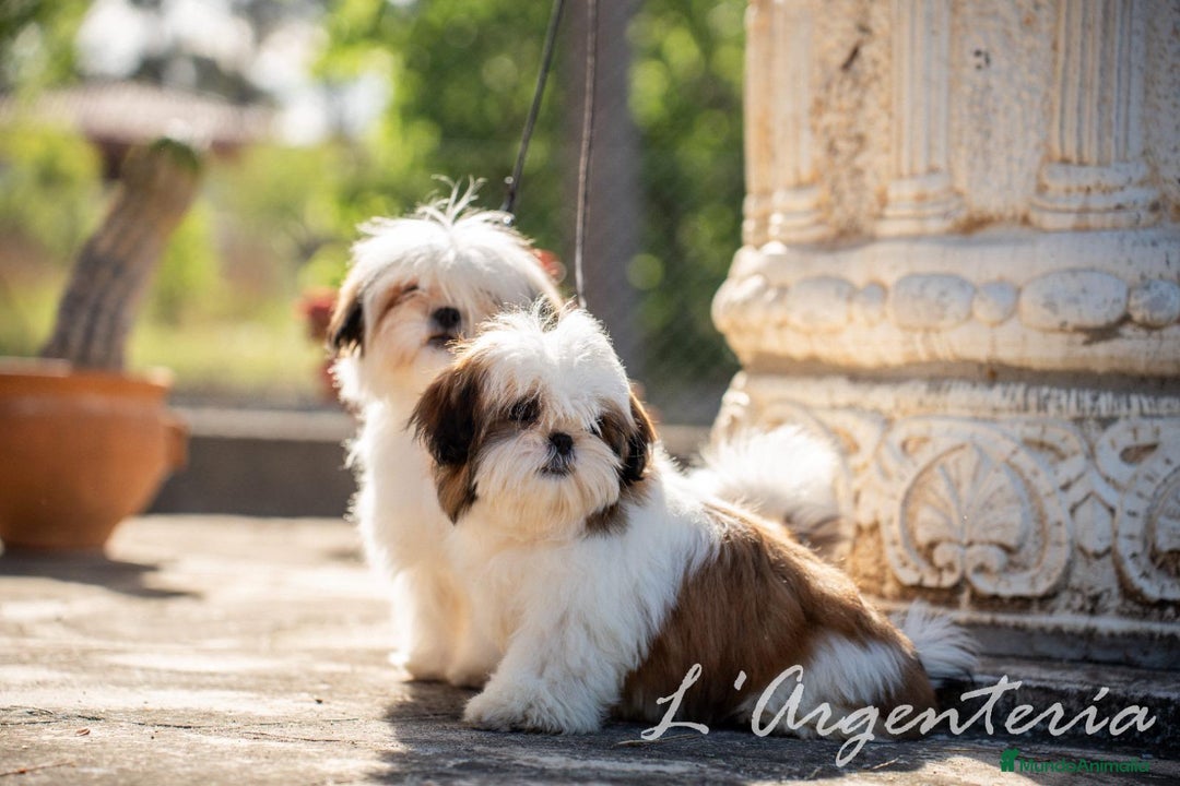 Shih Tzu perros en venta: camada de shih tzu - Imagen 6