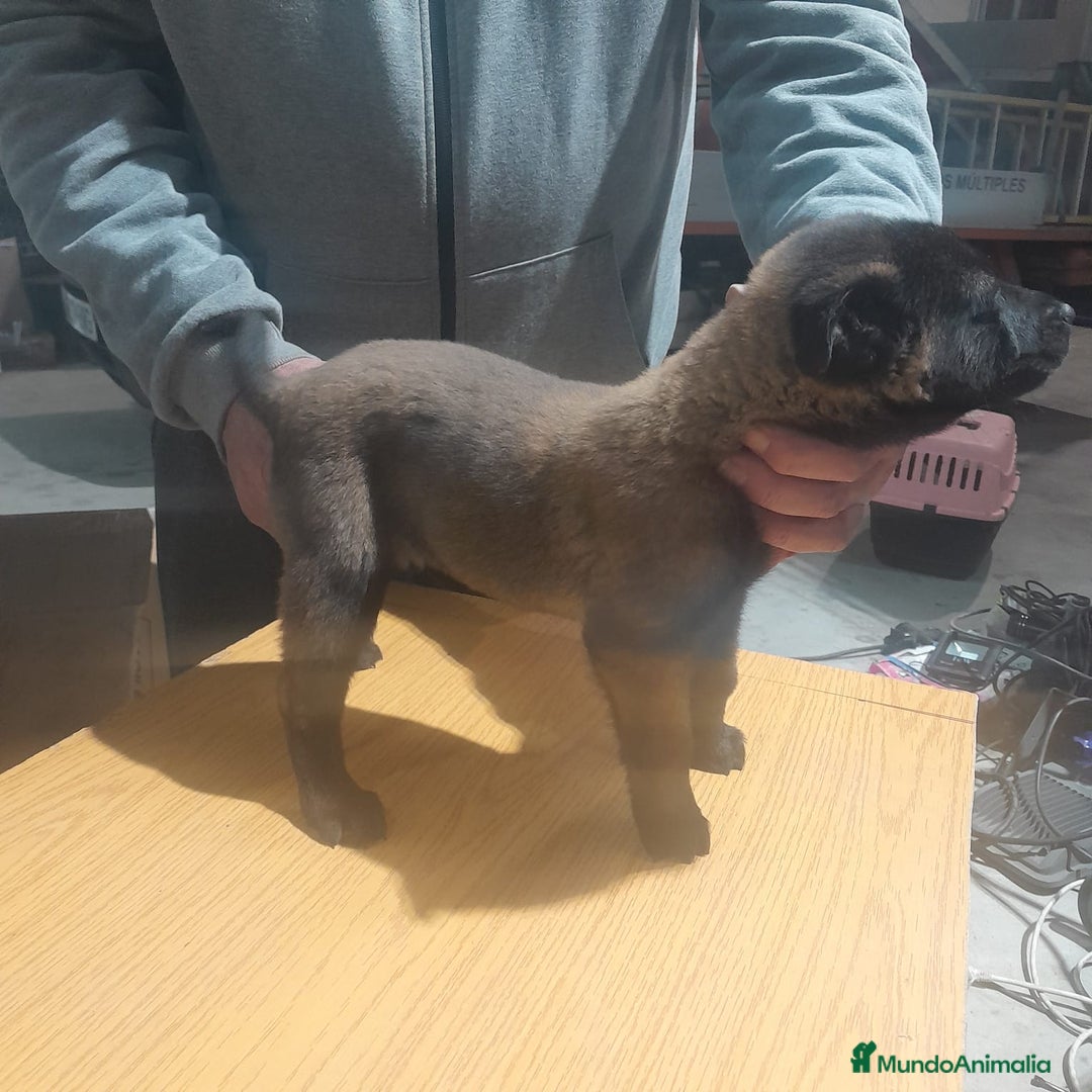 Pastor Belga Malinois perros en venta: PASTOR BELGA MALINOIS - Anuncio 6