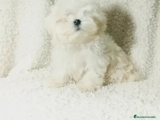 Bichón Maltés perros ‼️‼️PRECIOSA CAMADA DE BICHÓN MALTES COREANO TOY - Anuncio 3