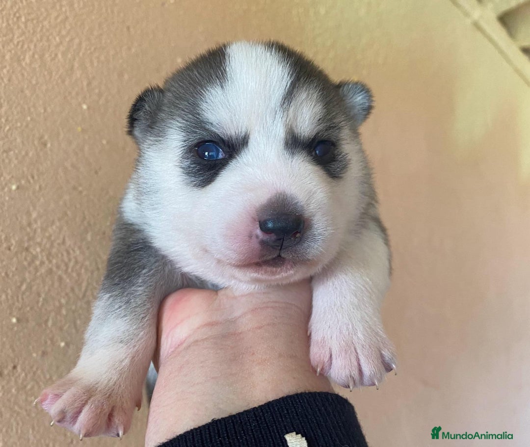 Husky Siberiano perros en venta: 	Huskies Siberianos Pura Raza Belleza y Nobleza - Anuncio 3