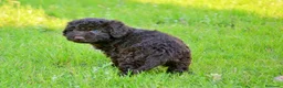 Perro de Agua Español perros en venta: CAMA DE PERRO DE AGUA ESPAÑOL  - Anuncio 23