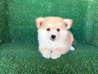 Pomerania perros pomerania - Anuncio 2