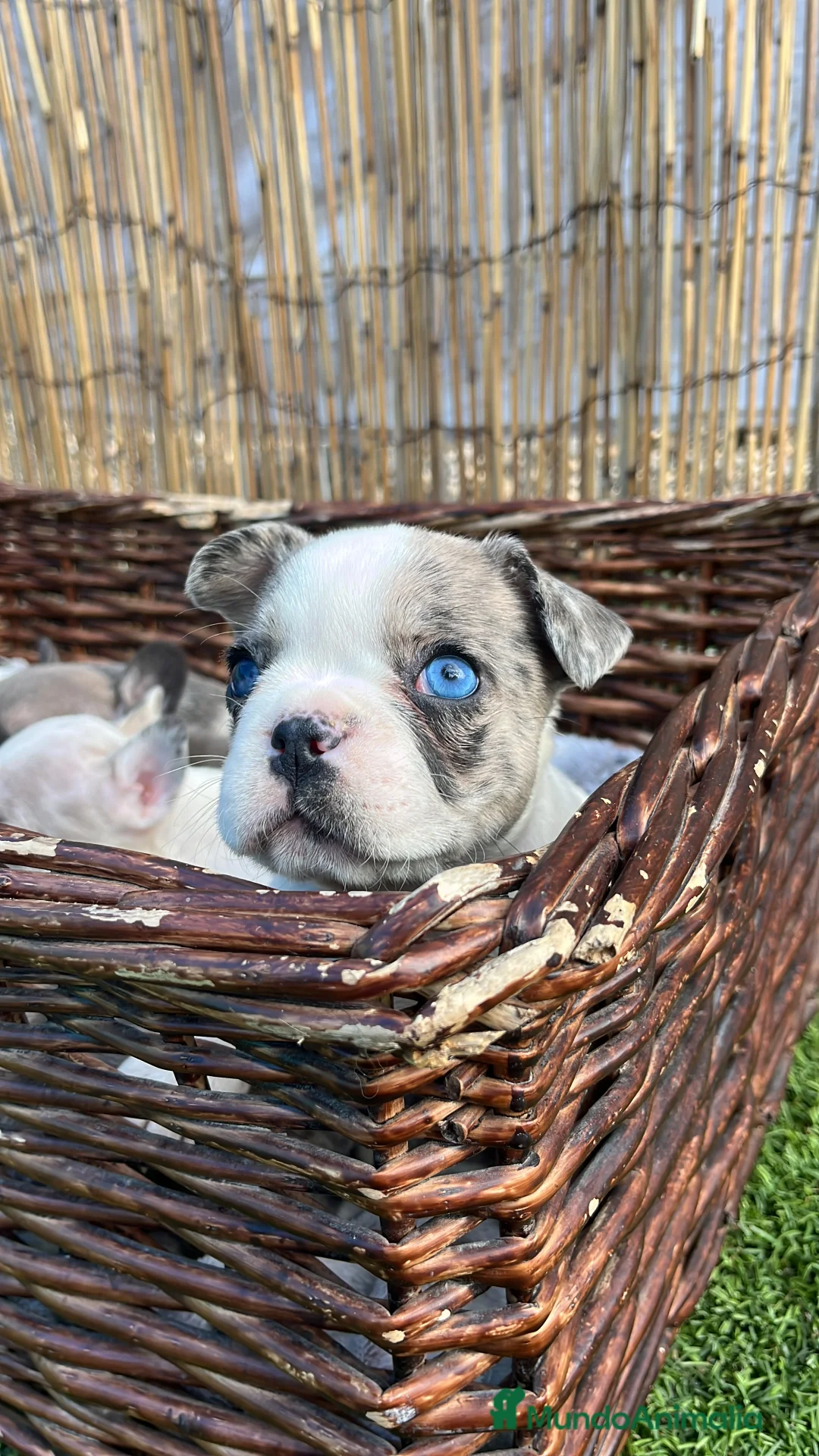 Bulldog Francés perros en venta: “No todos los bulldog francés MERLE son iguales - Anuncio 1