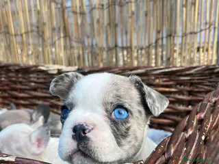 Bulldog Francés perros “No todos los bulldog francés MERLE son iguales - Anuncio 1