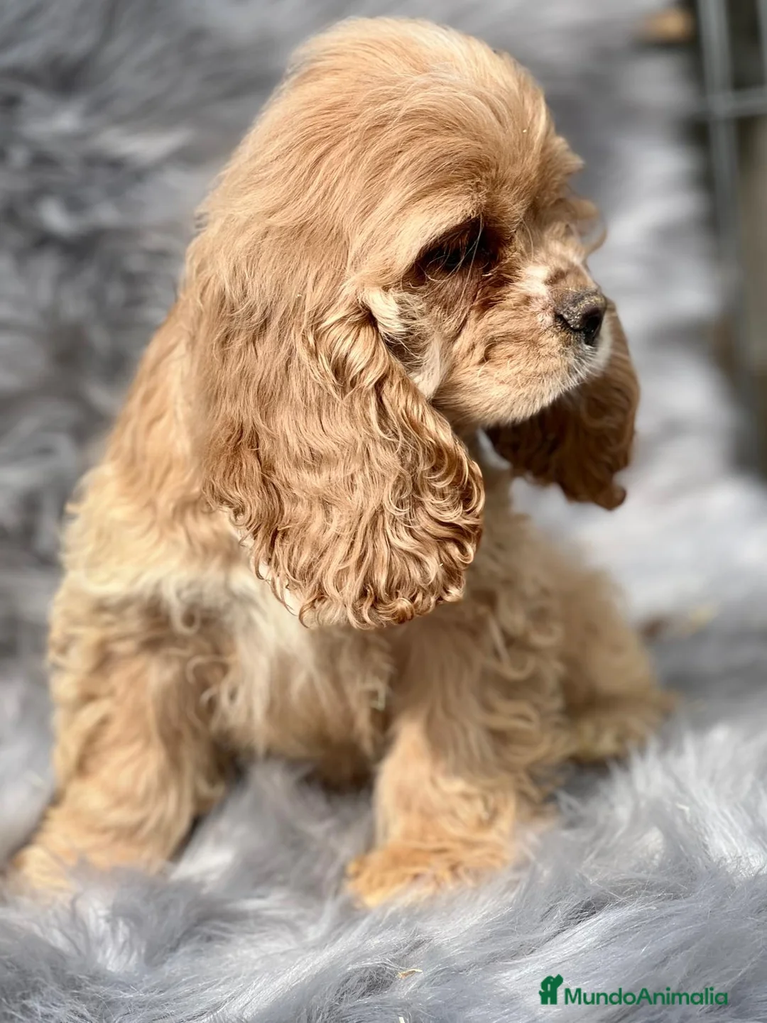 Cocker Spaniel Americano perros en venta: Cocker americano  en Barcelona - Anuncio 4