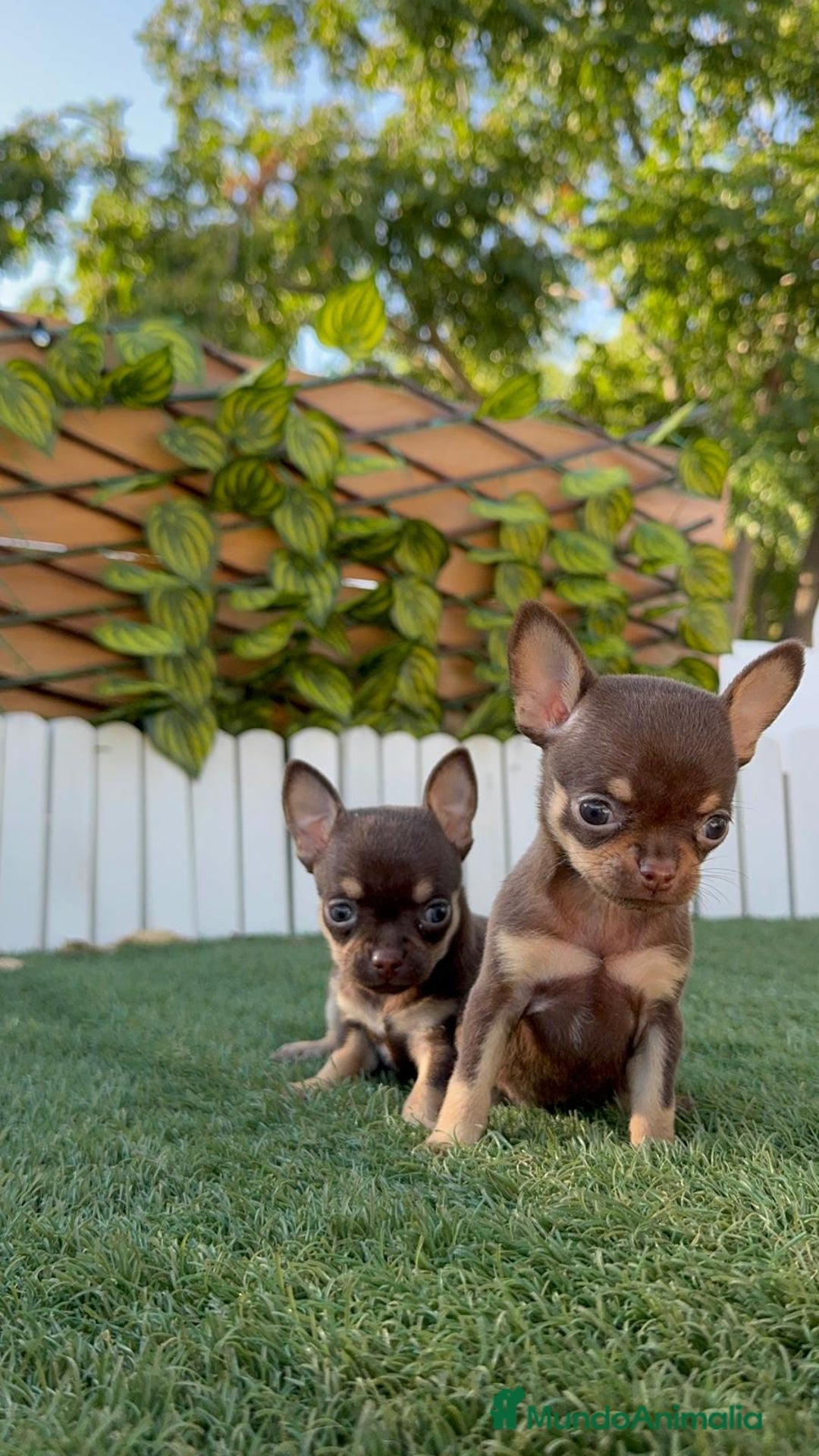 Chihuahua perros en venta: CHIHUAHUA CHOCOLATE & TAN - Imagen 7