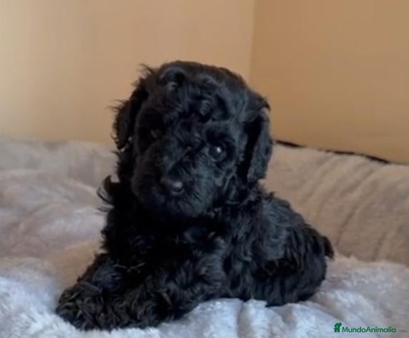 Caniche Toy perros CANICHE TOY NEGRO - Anuncio 1