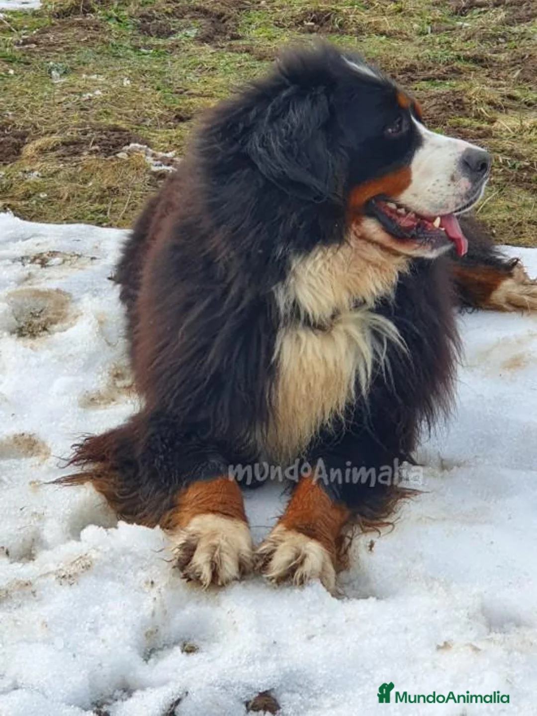 Imagen de galería {{count}}