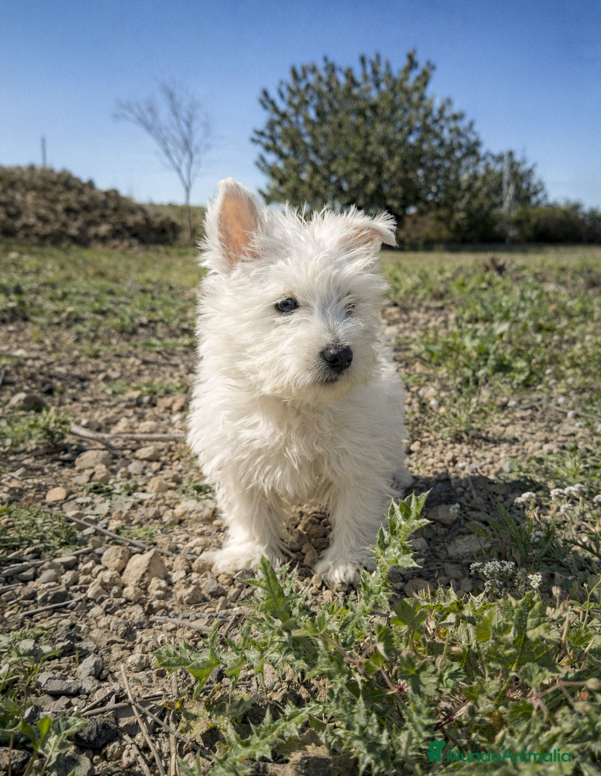 West Highland White Terrier perros HERMOSOS WEST HIGHLAND - Anuncio 2