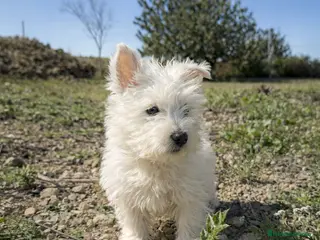 West Highland White Terrier perros HERMOSOS WEST HIGHLAND - Anuncio 2